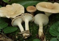 Сколько варить грибы говорушки