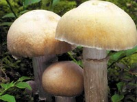 Сколько варить грибы колпачки