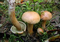 Сколько варить грибы козляки