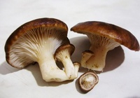 Сколько варить грибы однобочки