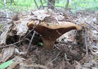 Сколько варить грибы поддубники
