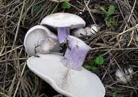 Сколько варить грибы синие ножки