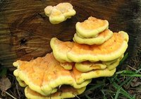 Сколько варить грибы тутовики