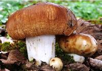 Сколько варить грибы валуи
